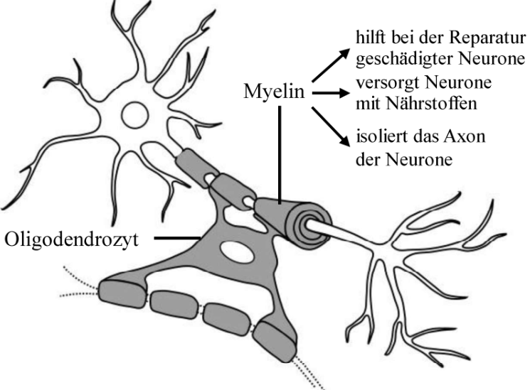 Schematische Zeichnung: Oligodendrozyt bildet Myelinscheide um Axon, isoliert und versorgt Neurone.